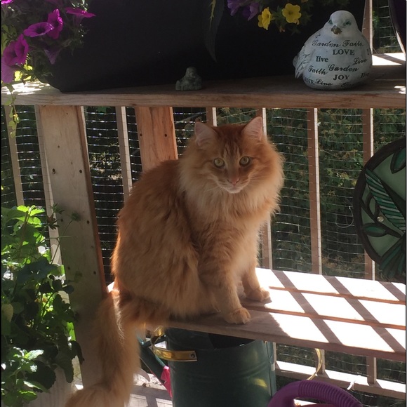 Meet your Posher, Maureen - Picture 1 of 1